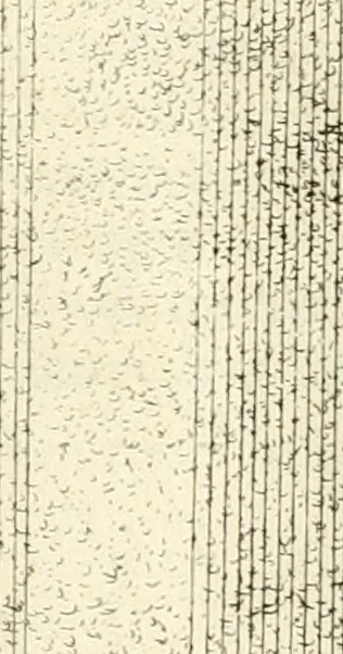 An illustration from I quattro libri dell'architettura di Andrea Palladio : ne quali dopo un breve trattato de' cinque ordini, e di quelli avvertimenti, che sono più necessarj nel fabbricare : si tratta delle case private, delle vie, dei ponti, delle piazze, dei xisti, e dei tempj, 1790, leaf 263