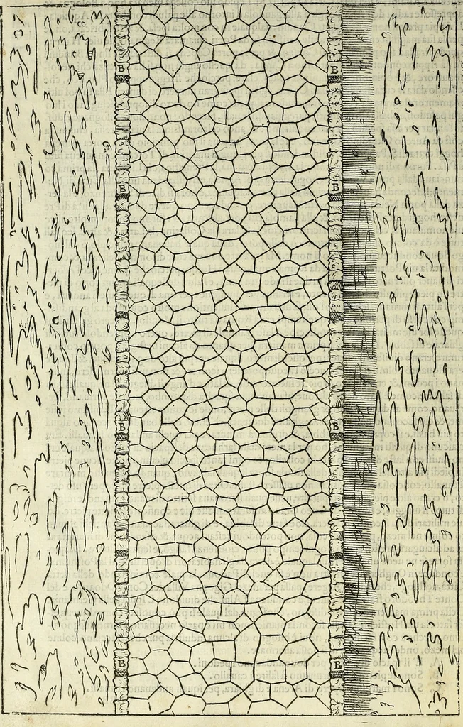 An illustration from I quattro libri dell'architettura di Andrea Palladio., 1581, leaf 155