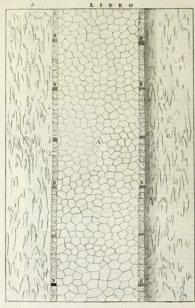 An illustration from I qvattro libri dell'architettvra di Andrea Palladio : ne' quali, dopo un breue trattato de' cinque ordini, & di quelli auertimenti, che sono piu necessarii nel fabricare; si tratta delle case private, delle vie, de i ponti, delle piazze, de i xisti, et de' tempij, 1771, leaf 159