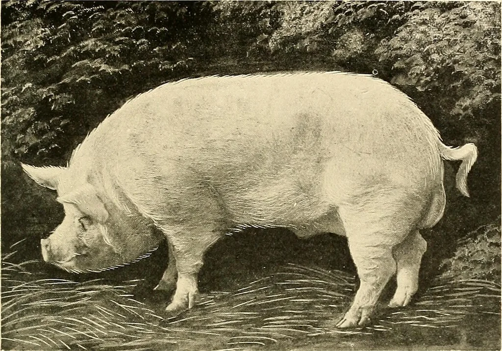 An illustration from Ireland: industrial and agricultural, 1902, leaf 300