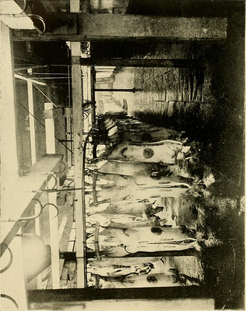 An illustration from Ireland: industrial and agricultural, 1902, leaf 307