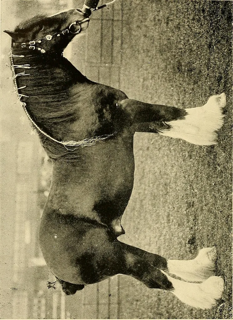 An illustration from Ireland: industrial and agricultural, 1902, leaf 409