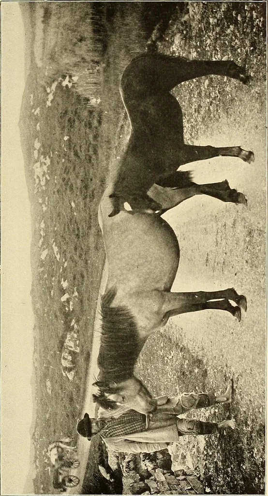 An illustration from Ireland: industrial and agricultural, 1902, leaf 418