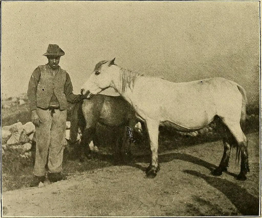 An illustration from Ireland: industrial and agricultural, 1902, leaf 419