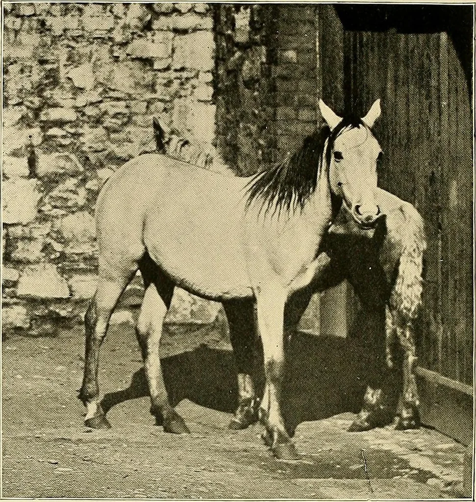 An illustration from Ireland: industrial and agricultural, 1902, leaf 423