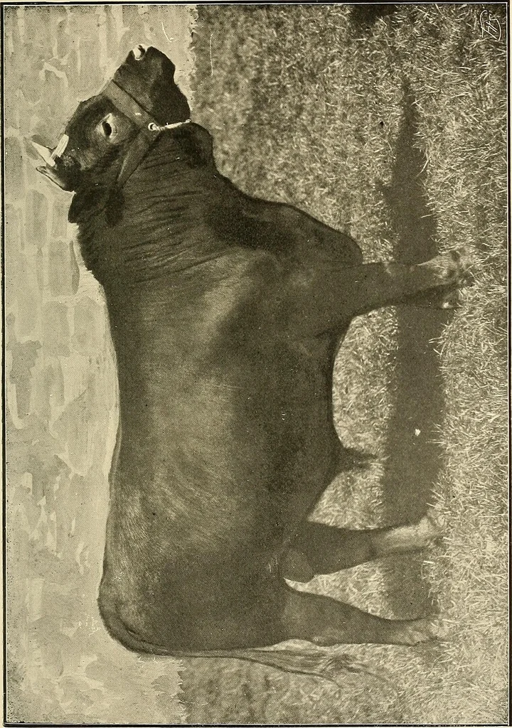 An illustration from Ireland: industrial and agricultural, 1902, leaf 448