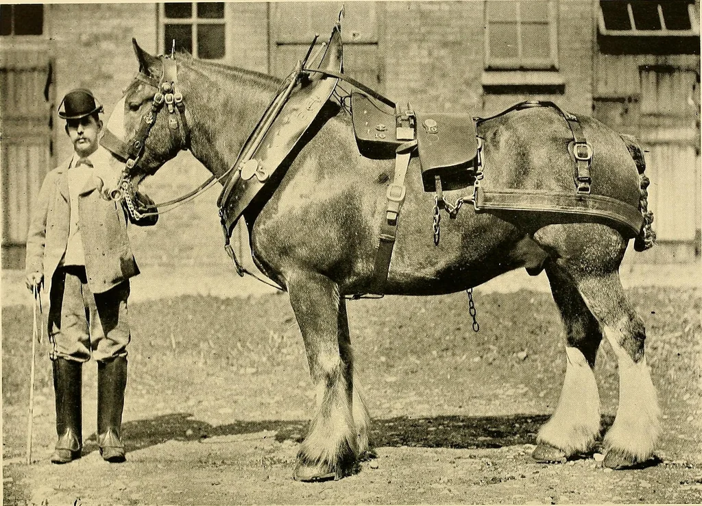 An illustration from Ireland: industrial and agricultural, 1902, leaf 623