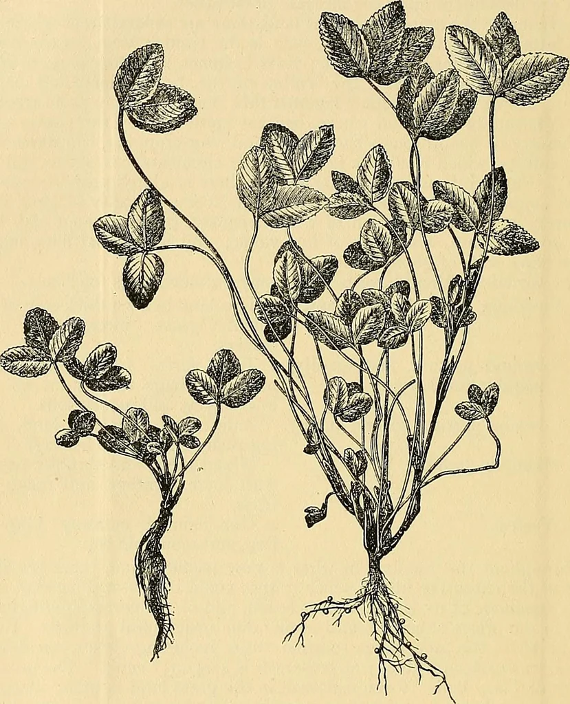 An illustration from Ireland: industrial and agricultural, 1902, leaf 63