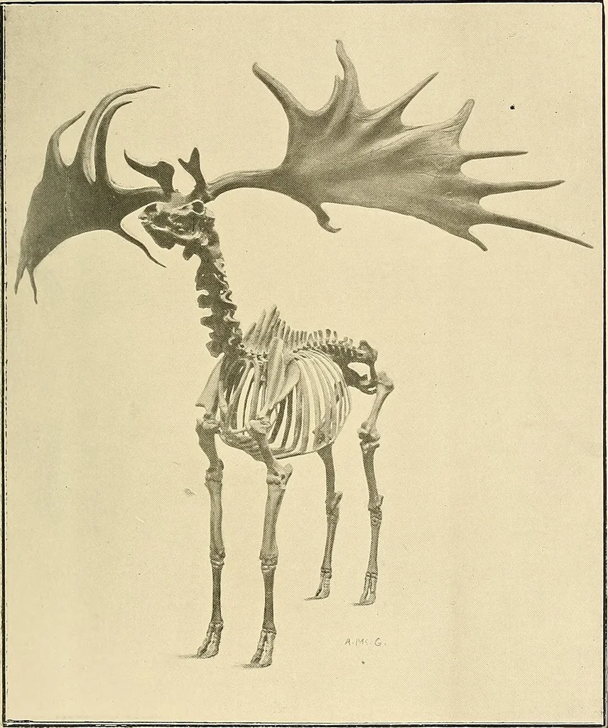 An illustration from Ireland: industrial and agricultural, 1902, leaf 90
