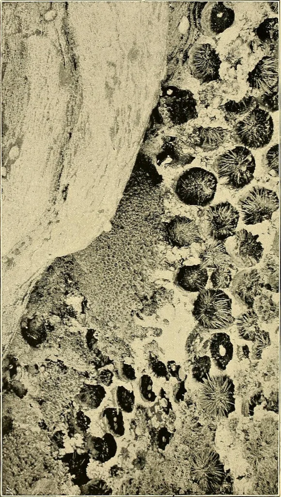 An illustration from Ireland: industrial and agricultural, 1902, leaf 91