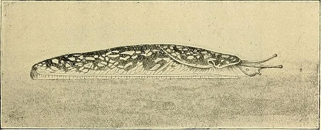 An illustration from Ireland: industrial and agricultural, 1902, leaf 92