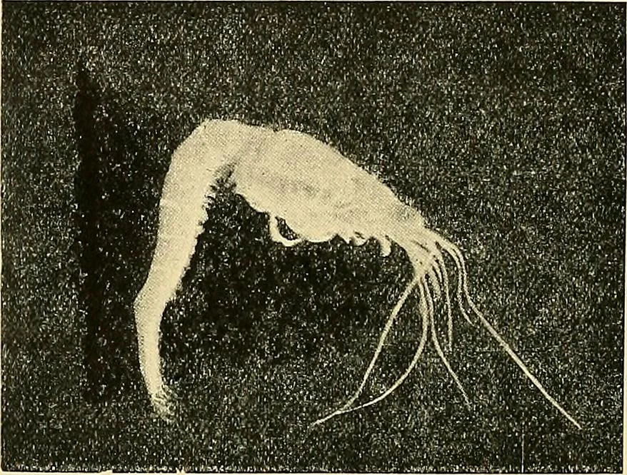 An illustration from Ireland: industrial and agricultural, 1902, leaf 95