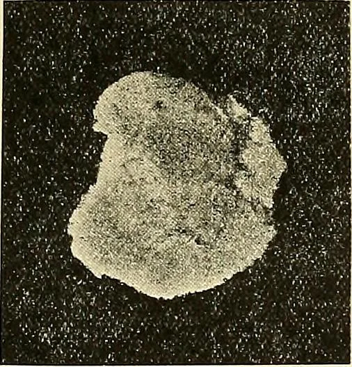 An illustration from Ireland: industrial and agricultural, 1902, leaf 96