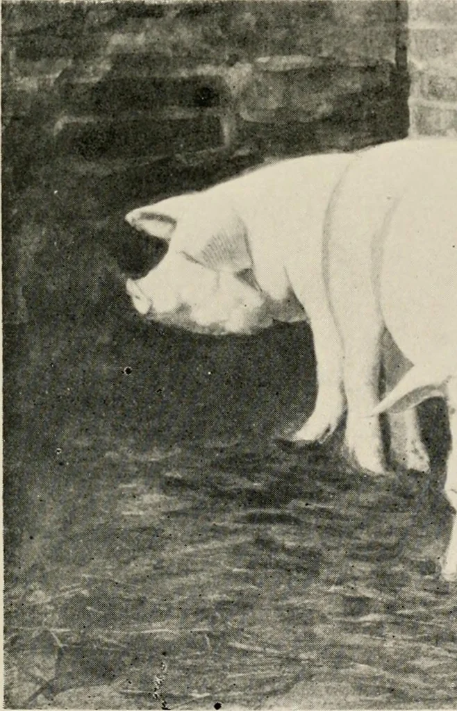 An illustration from Ireland; industrial and agricultural, 1902, leaf 302
