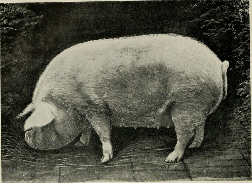 An illustration from Ireland; industrial and agricultural, 1902, leaf 303