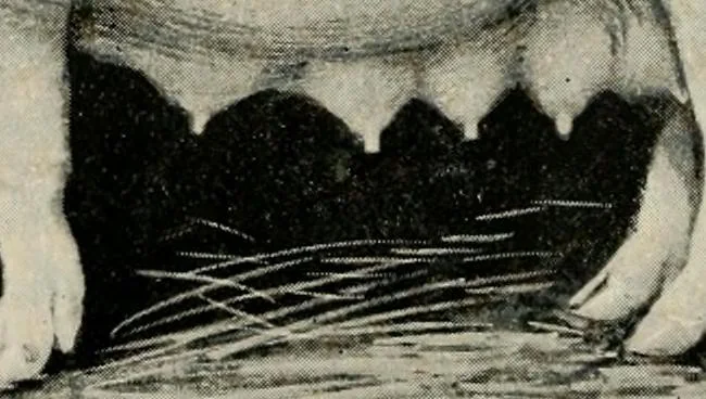 An illustration from Ireland; industrial and agricultural, 1902, leaf 303