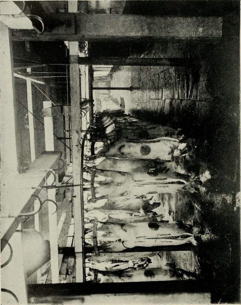 An illustration from Ireland; industrial and agricultural, 1902, leaf 309