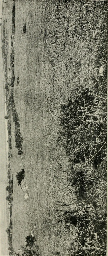 An illustration from Ireland; industrial and agricultural, 1902, leaf 33