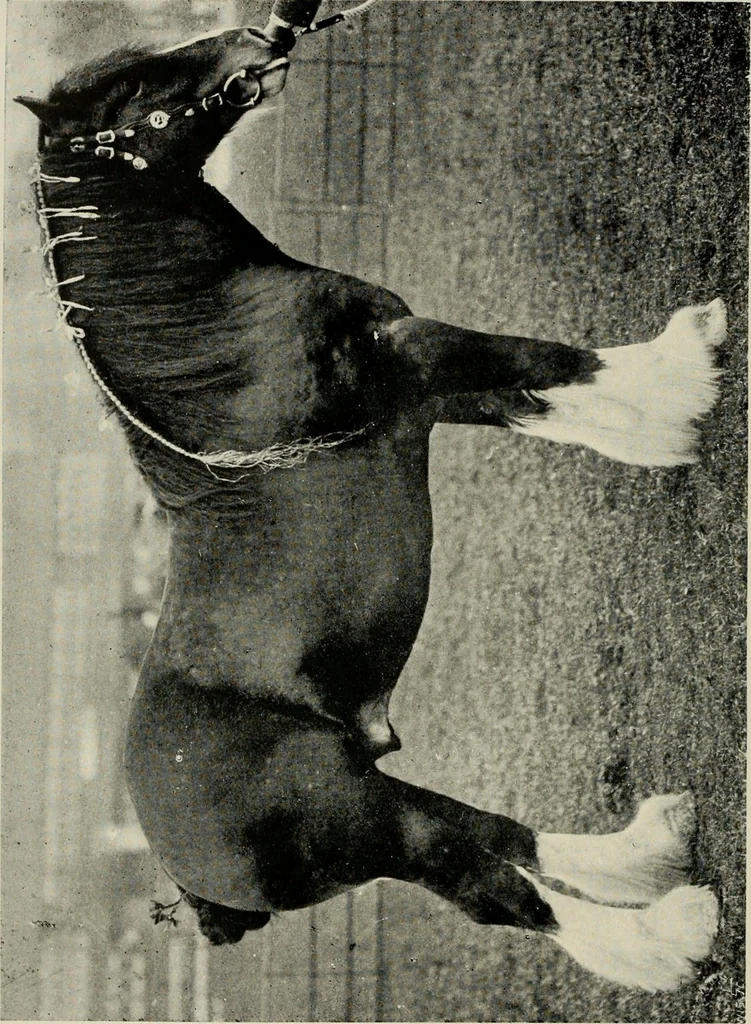 An illustration from Ireland; industrial and agricultural, 1902, leaf 417