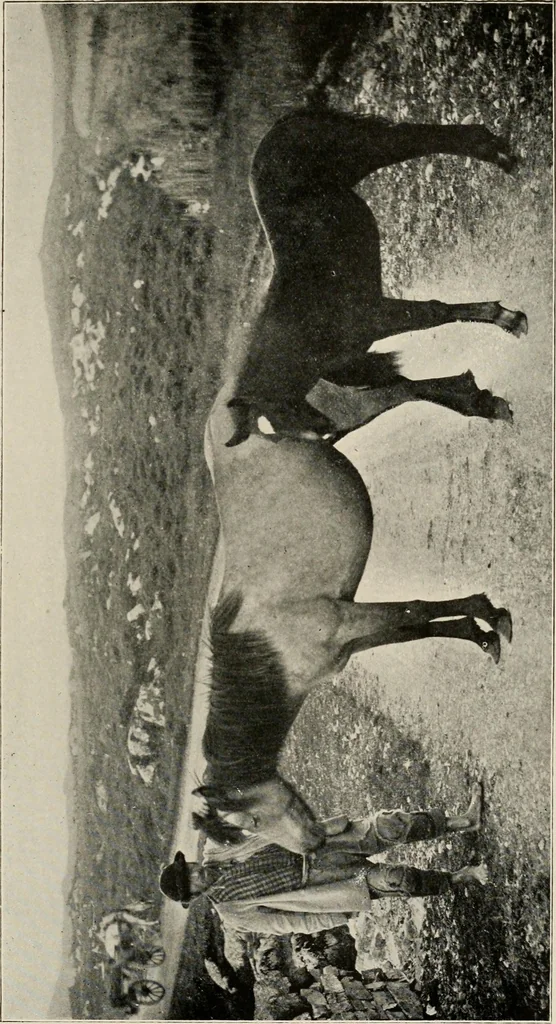 An illustration from Ireland; industrial and agricultural, 1902, leaf 426