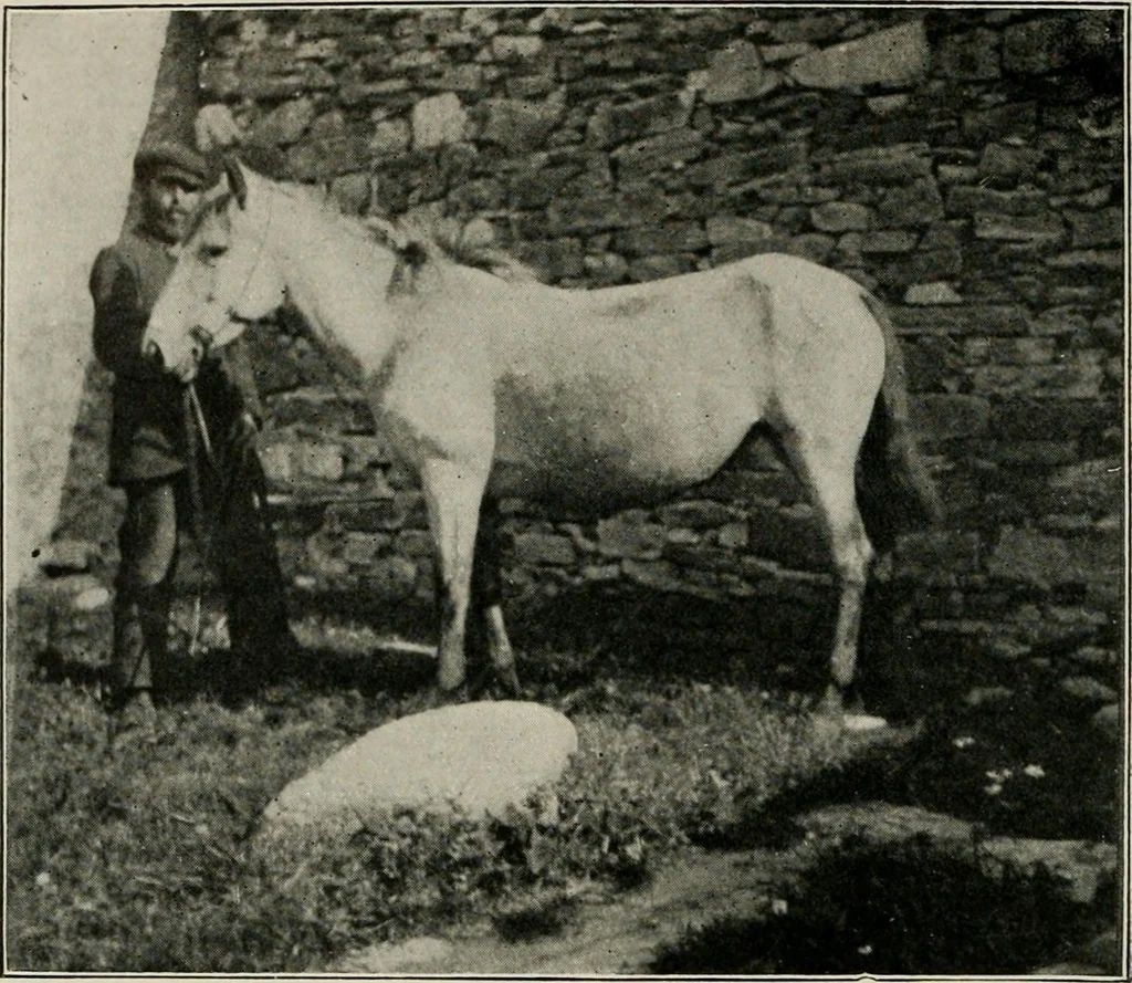 An illustration from Ireland; industrial and agricultural, 1902, leaf 427