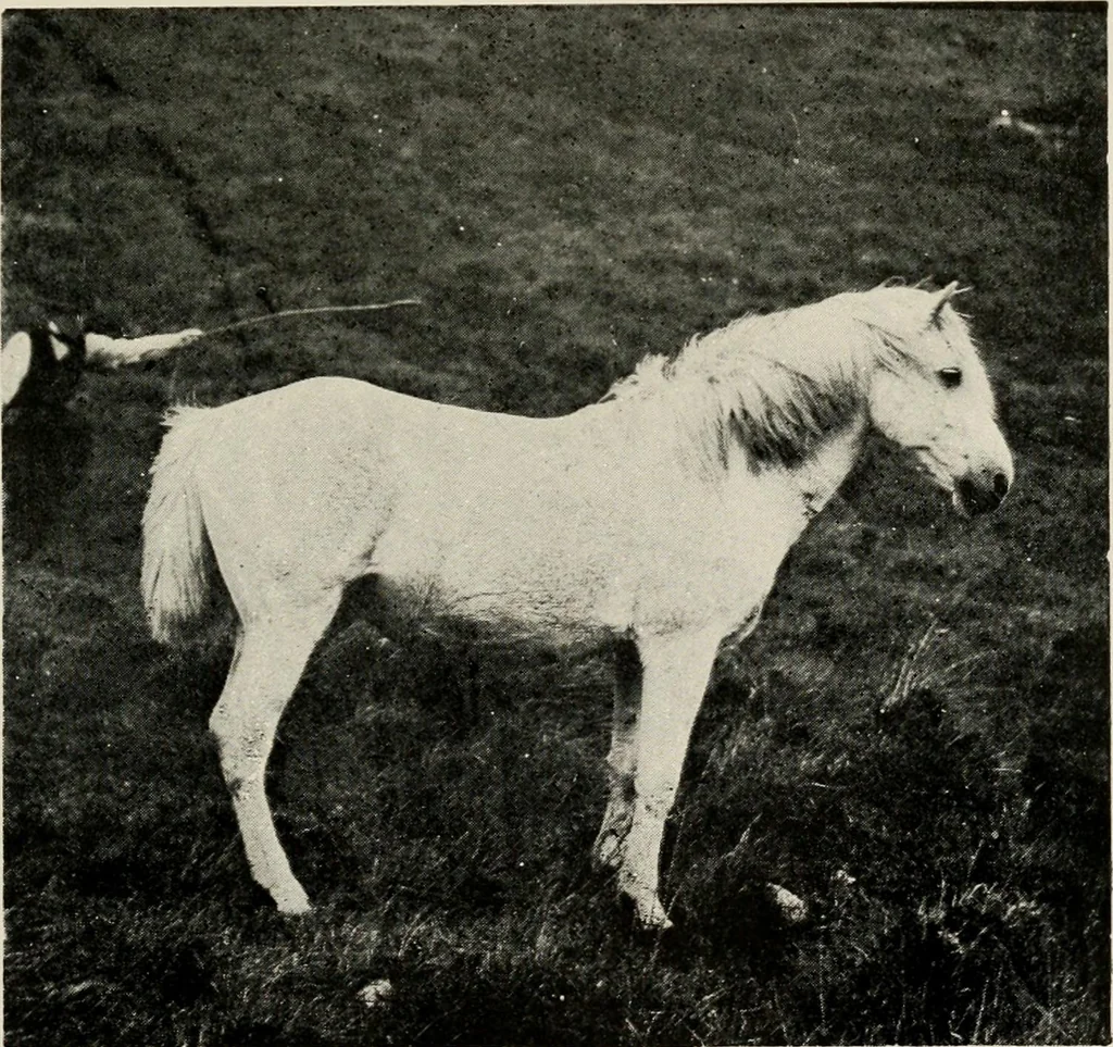 An illustration from Ireland; industrial and agricultural, 1902, leaf 430