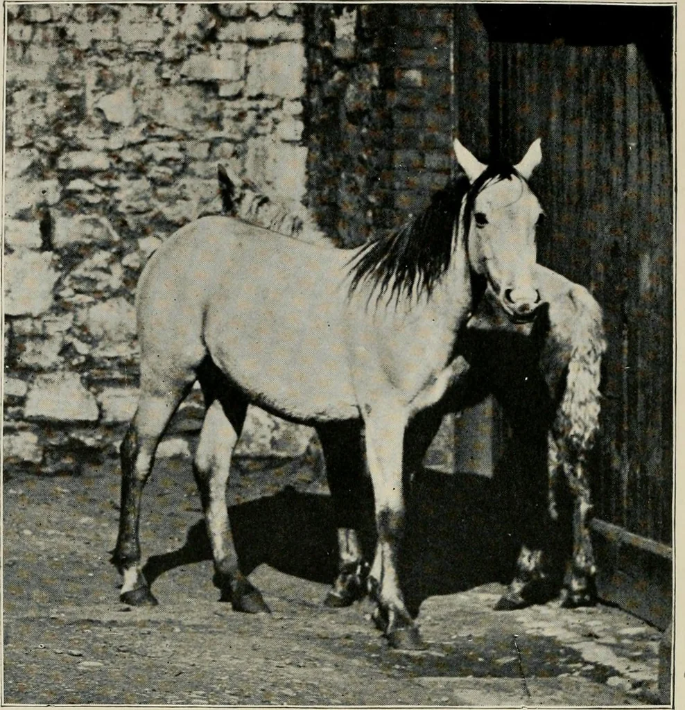 An illustration from Ireland; industrial and agricultural, 1902, leaf 431