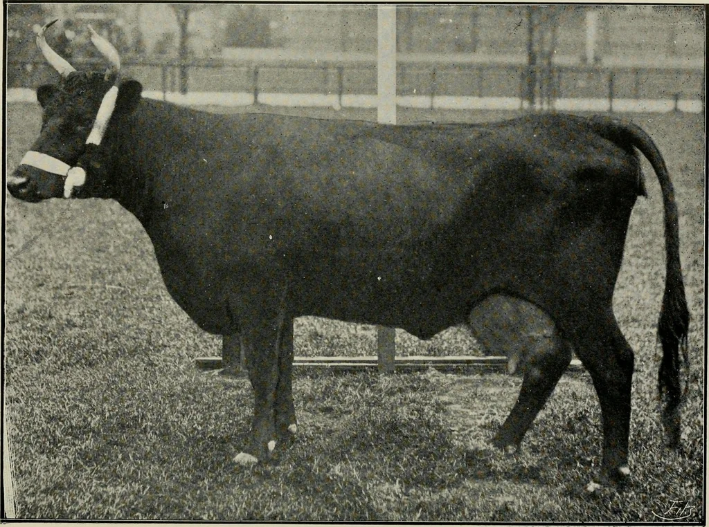 An illustration from Ireland; industrial and agricultural, 1902, leaf 457