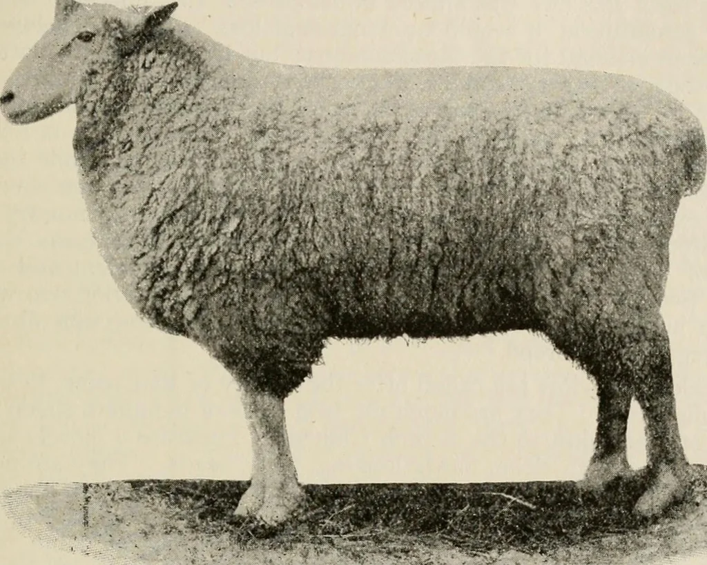 An illustration from Ireland; industrial and agricultural, 1902, leaf 462