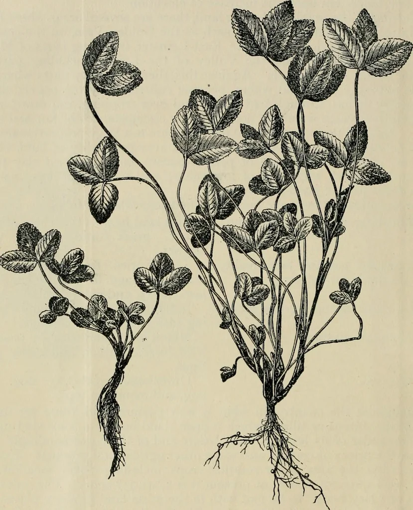 An illustration from Ireland; industrial and agricultural, 1902, leaf 63