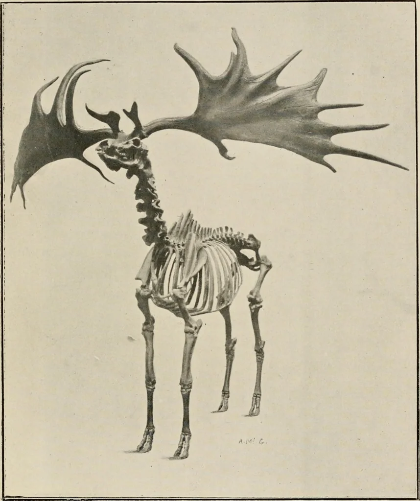 An illustration from Ireland; industrial and agricultural, 1902, leaf 90