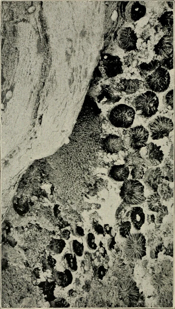 An illustration from Ireland; industrial and agricultural, 1902, leaf 91