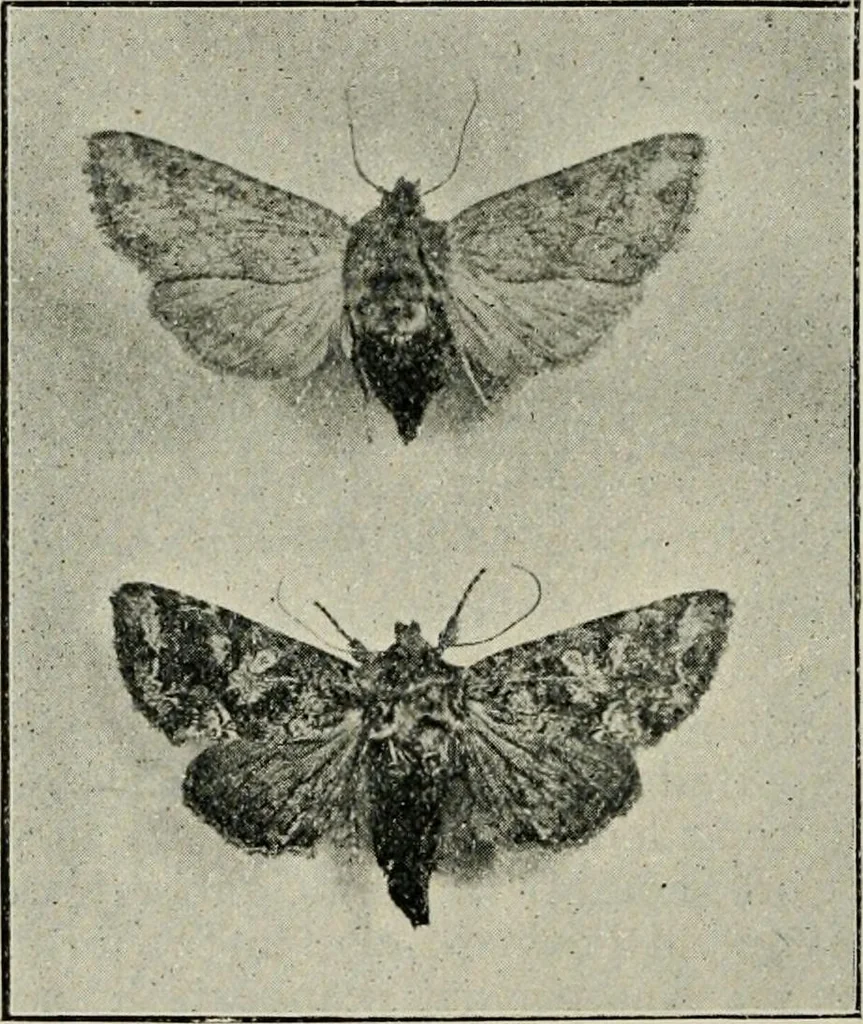 An illustration from Ireland; industrial and agricultural, 1902, leaf 93