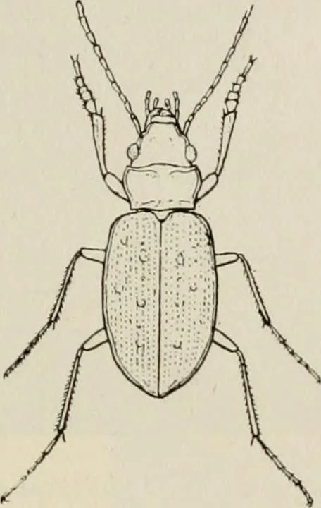 An illustration from Ireland; industrial and agricultural, 1902, leaf 94
