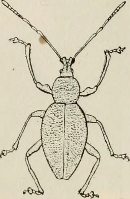 An illustration from Ireland; industrial and agricultural, 1902, leaf 94
