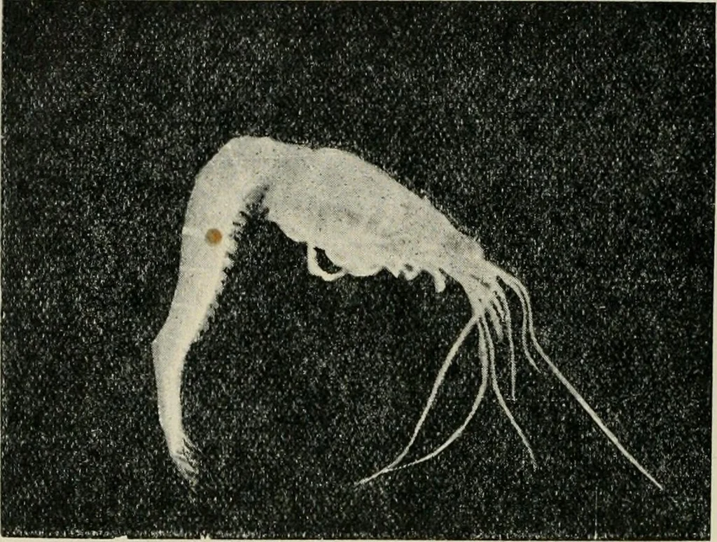 An illustration from Ireland; industrial and agricultural, 1902, leaf 95