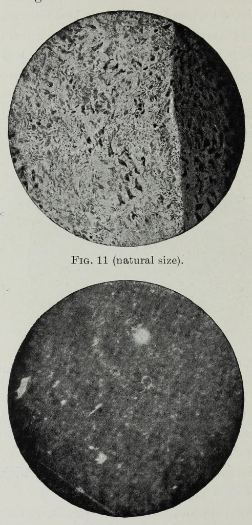 An illustration from Iron corrosion : anti-fouling and anti-corrosive paints, 1900, leaf 40