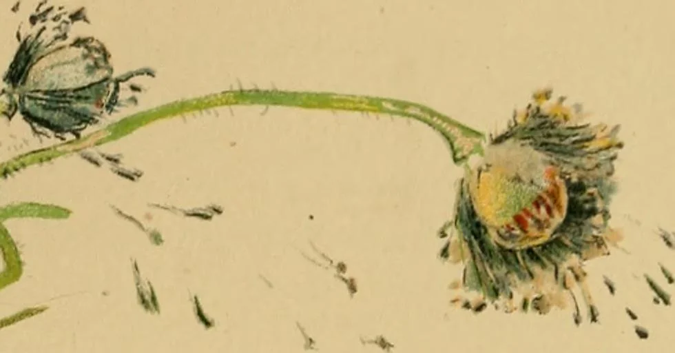 An illustration from An island garden, 1894, leaf 162