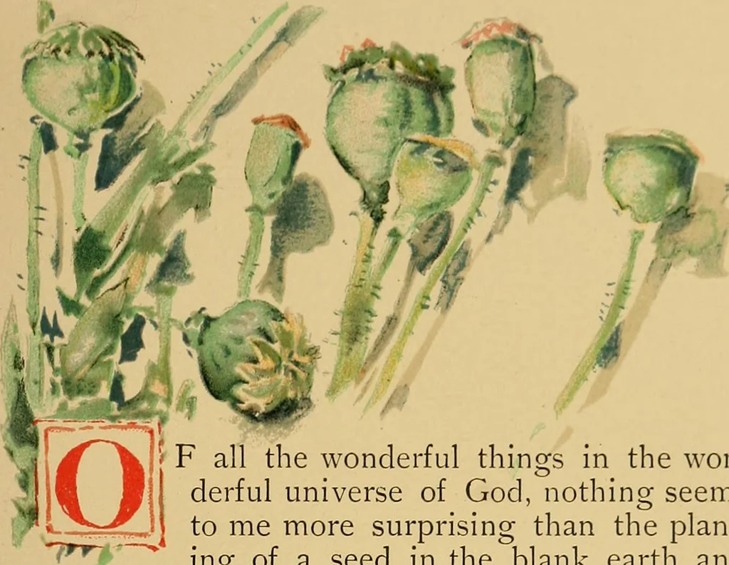 An illustration from An island garden, 1894, leaf 22