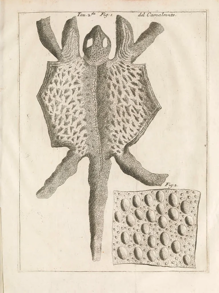 An illustration from Istoria del camaleonte affricano, e di varj animali d'Italia, 1715, leaf 183
