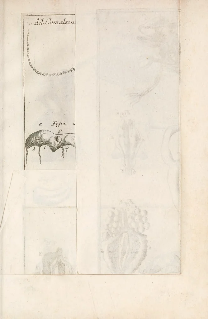 An illustration from Istoria del camaleonte affricano, e di varj animali d'Italia, 1715, leaf 185