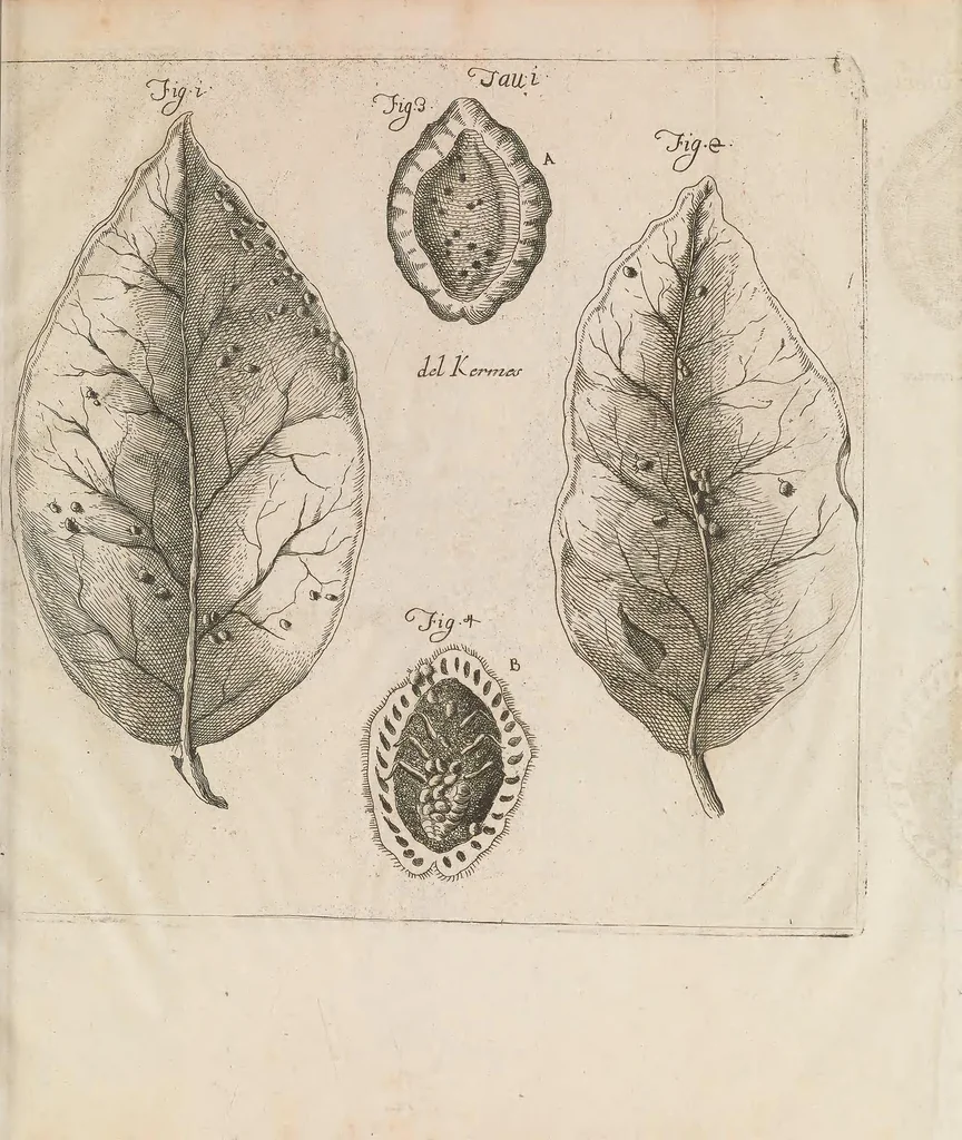 An illustration from Istoria del camaleonte affricano, e di varj animali d'Italia, 1715, leaf 239