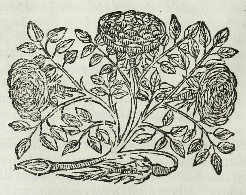 An illustration from Istoria genealogica delle famiglie nobili toscane et umbre, 1668, leaf 574