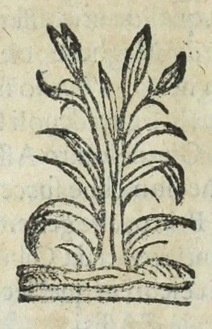 An illustration from Istoria genealogica delle famiglie nobili toscane et umbre, 1668, leaf 708