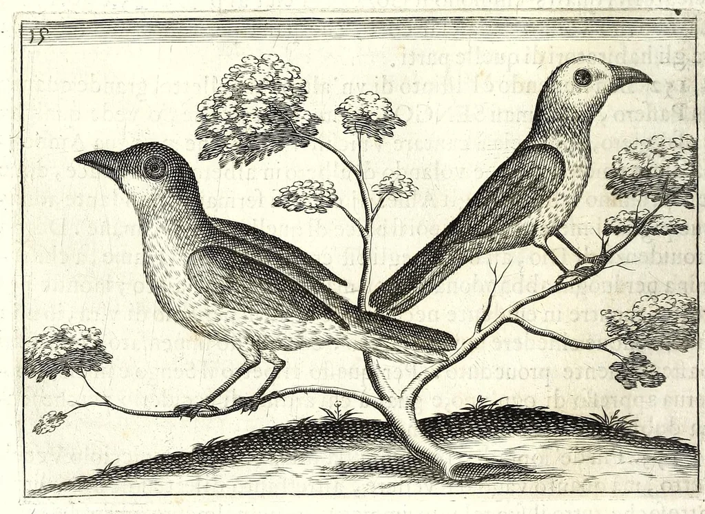 An illustration from Istorica descrizione de' tre' regni Congo, Matamba et Angola : situati nell'Etiopia inferiore occidentale e delle missioni apostoliche esercitateui da religiosi Capuccini, 1687, leaf 100