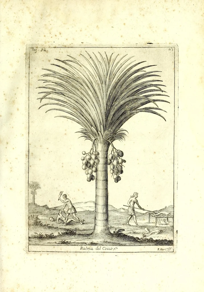 An illustration from Istorica descrizione de' tre' regni Congo, Matamba et Angola : situati nell'Etiopia inferiore occidentale e delle missioni apostoliche esercitateui da religiosi Capuccini, 1687, leaf 57