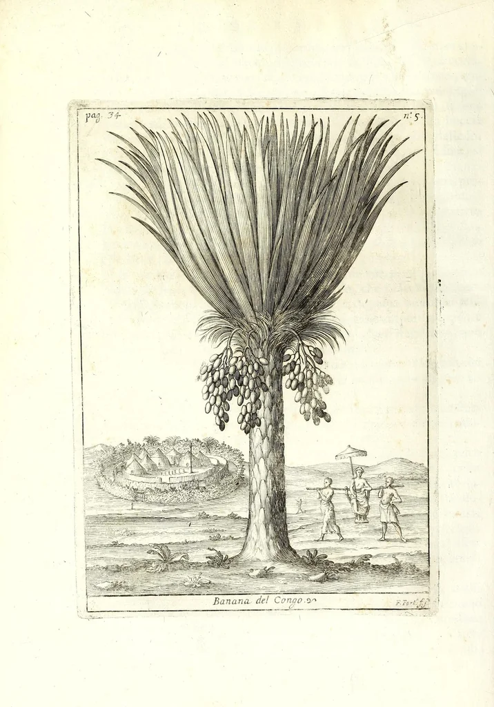 An illustration from Istorica descrizione de' tre' regni Congo, Matamba et Angola : situati nell'Etiopia inferiore occidentale e delle missioni apostoliche esercitateui da religiosi Capuccini, 1687, leaf 64