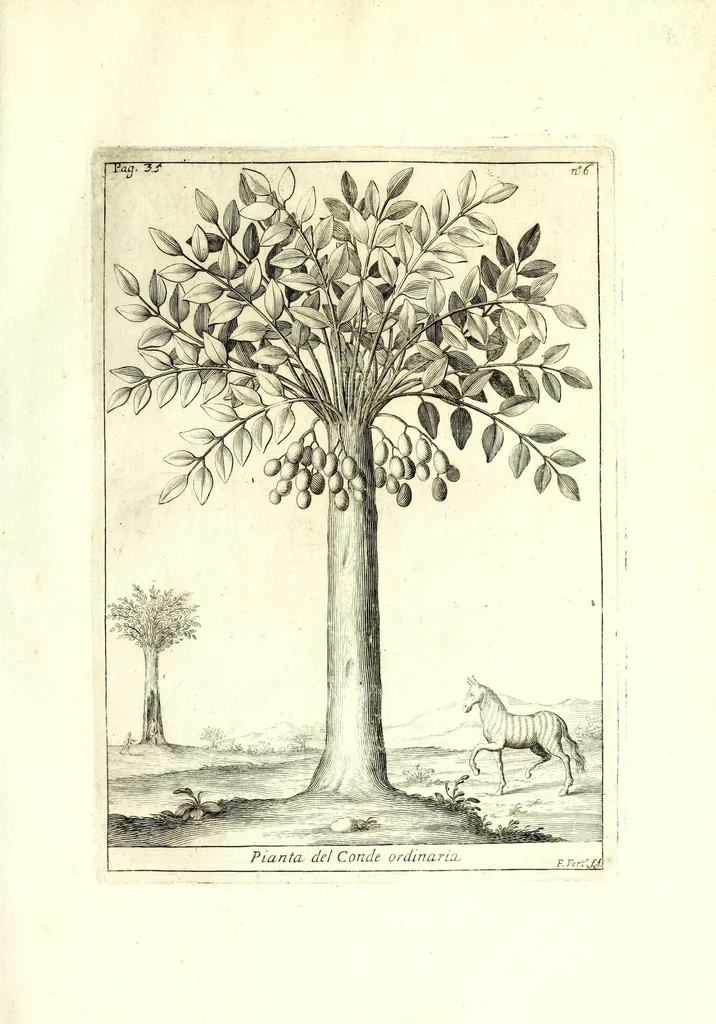 An illustration from Istorica descrizione de' tre' regni Congo, Matamba et Angola : situati nell'Etiopia inferiore occidentale e delle missioni apostoliche esercitateui da religiosi Capuccini, 1687, leaf 65