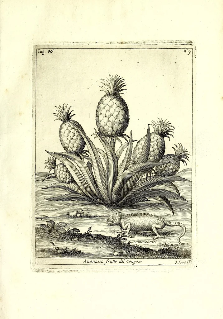 An illustration from Istorica descrizione de' tre' regni Congo, Matamba et Angola : situati nell'Etiopia inferiore occidentale e delle missioni apostoliche esercitateui da religiosi Capuccini, 1687, leaf 71