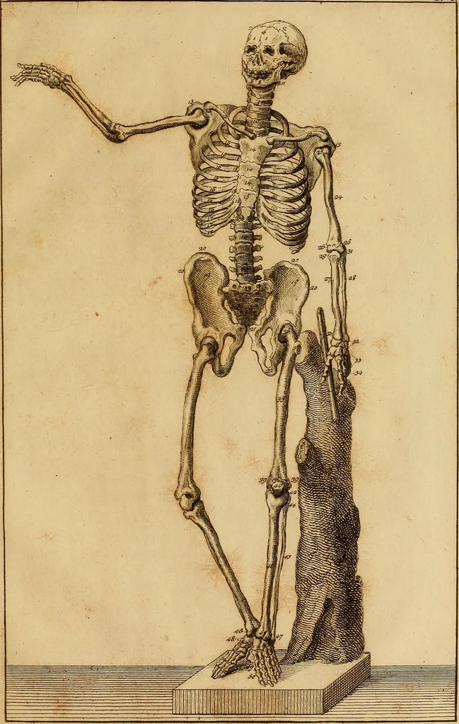An illustration from Istruzione elementare per gli studiosi della scultura, 1802, leaf 48